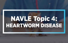 NAVLE Topic 4: Heartworm Disease