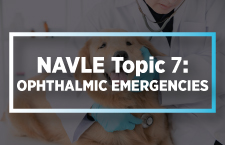 NAVLE Topic 7: Ophthalmic Emergencies