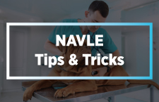 NAVLE Tips & Tricks
