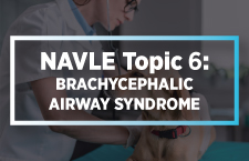 NAVLE Topic 6: Brachycephalic Airway Syndrome