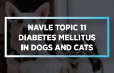 NAVLE Topic 11 Diabetes Mellitus in Dogs and Cats