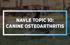NAVLE Topic 10: Canine Osteoarthritis