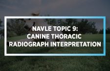 NAVLE Topic 9: Canine Thoracic Radiograph interpretation