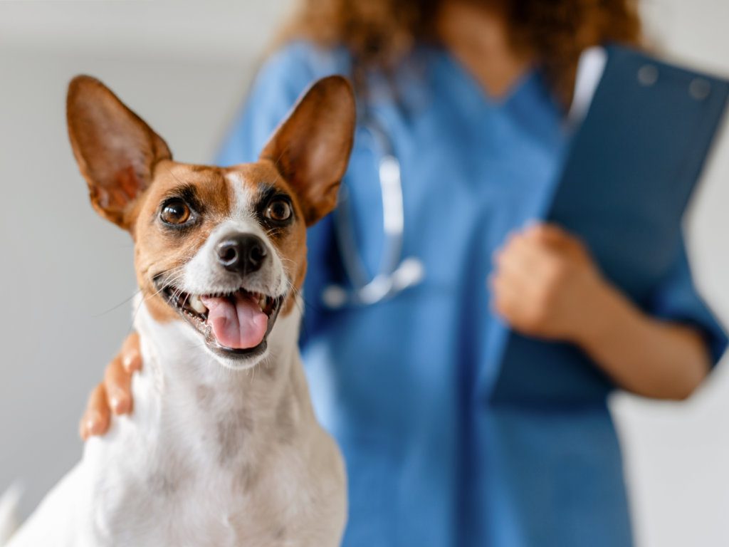 Specialist Vets