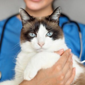 20 Competency-Based Interview Questions and STAR-Formatted Answers for Veterinary New Graduates