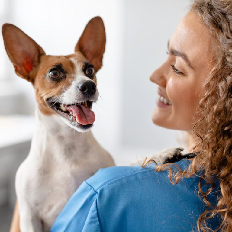 Navigating job offers in Veterinary Medicine