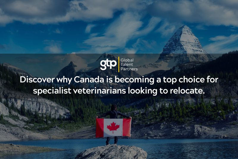 Discover why Canada is becoming a top choice for specialist veterinarians looking to relocate.