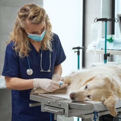 Dr Alexandra Ripoll - Veterinary Job Case Study
