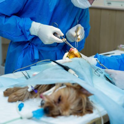 Career Journeys - Relocate to Australia as a UK GP