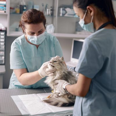 Internal Medicine Specialist job in Sydney, Australia