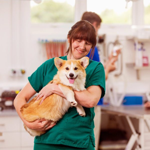 Veterinary Specialist Recruitment from Global Talent Partners