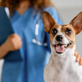 Veterinary Recruitment from Global Talent Partners