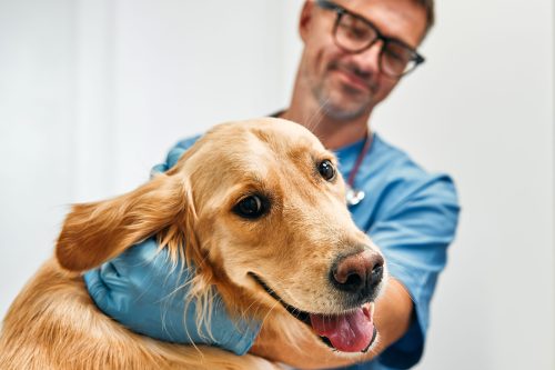 Veterinary Jobs in the USA