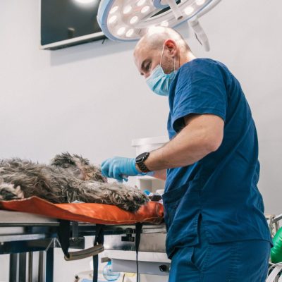 Dr Brad Schmidt, DACVIM (Oncology) Specialist