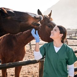 Production vs Salary: What Veterinary Specialists Need to Know