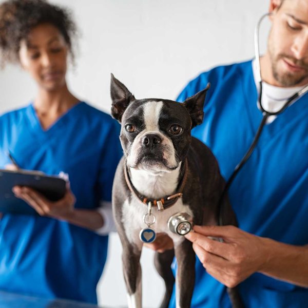 vet-examining-dog-2021-08-26-15-34-43-utc-1920